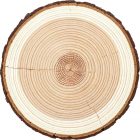 Birch Timber Logs